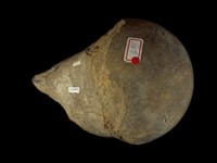 藏品(古菱齒象大腿骨上端)的圖片